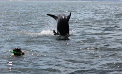 Delfines Salvajes