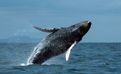 Avistamiento de Ballenas y Delfines